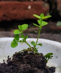 Plants growing on a lump of fertile soil on a blurred background 