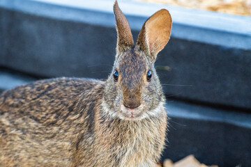 Marsh Rabbit Portrait