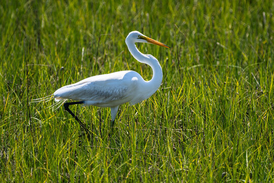 Great Egret Strutting through Marsk