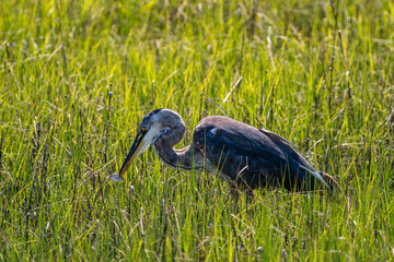 Great Blue Geron Hunting in Marsh