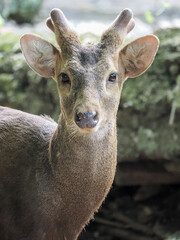 deer in the woods