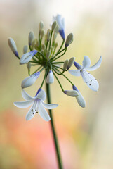 Białe kwiaty Agapantu afrykańskiego na jasnym tle. © mycatherina