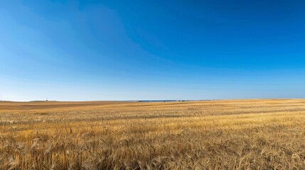 A field of golden wheat ready for harvest under a clear blue autumn sky