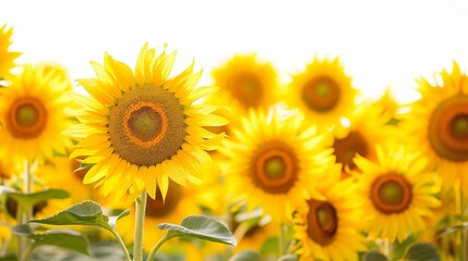 Naklejka premium A field of sunflowers with golden petals, ready for harvest, against a clear autumn sky