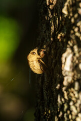 Fototapeta premium 木に止まるセミの抜け殻