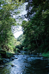 Obraz premium 新緑の木々の間を流れる清流