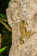 岩肌にへばり付くヒキガエル