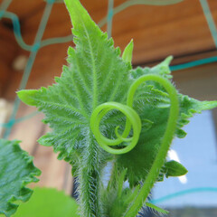 日本で夏にヘチマが黄色い花を咲かせています