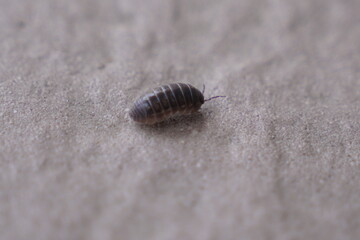 Pill Bug