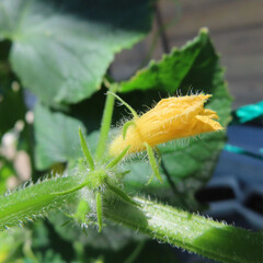 日本で夏にヘチマが黄色い花を咲かせています