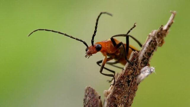 Background video of Cantharidae,Soldier Beetles