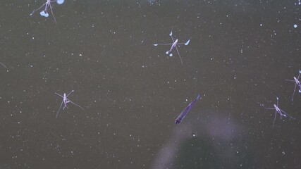 Water strider on the water surface, small fish in a pond