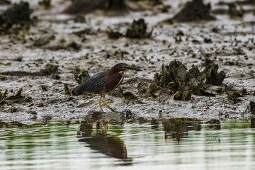 Green Heron on the bank