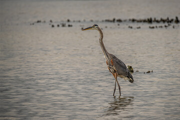 great blue heron in the water