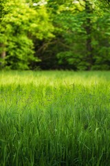 Morning Light Over a Lush Green Meadow Surrounded by Trees