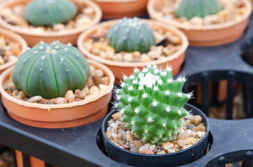 Cactus blooms with beautiful bright purple flowers crown-like. 