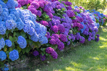 Hydrangea macrophylla with purple and blue flowers garden hedge.