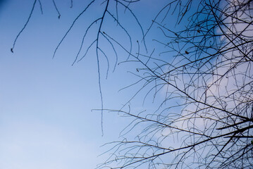 Bare branches against a clear blue sky with some clouds.