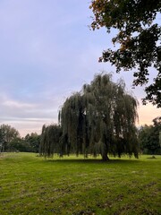 Baum im Bielefelder Park
