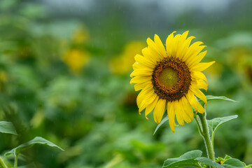 sunflower in the field