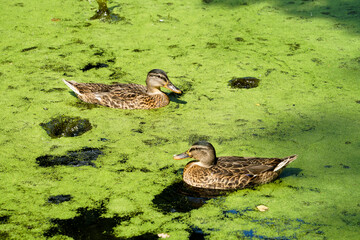 Ducks swimming on a lake