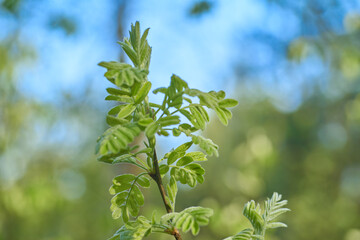 Obraz premium spring morning dew drops on the new acacia leaves