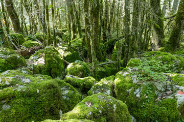 Wild labyrinth in the forest near Nebias in Cathar country in France, called the green labyrinth.