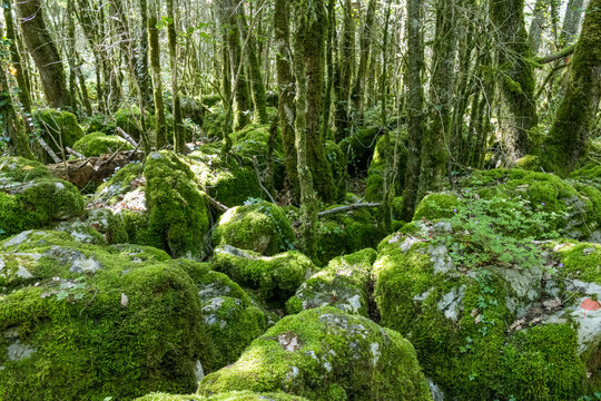 Wild labyrinth in the forest near Nebias in Cathar country in France, called the green labyrinth.