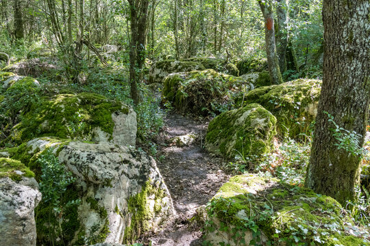 Wild labyrinth in the forest near Nebias in Cathar country in France, called the green labyrinth.