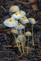 Group of Pleated Inkcap Fungi