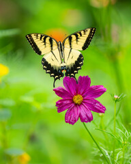 Eastern Tiger Swallowtail Butterfly flying away from a flower