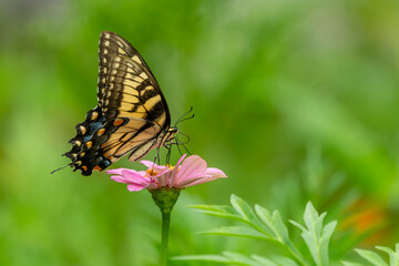 Eastern Tiger Swallowtail Butterfly feeding on a flower