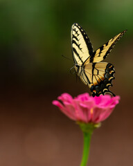 Eastern Tiger Swallowtail Butterfly flying away from a flower