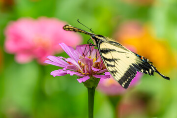 Eastern Tiger Swallowtail Butterfly feeding on a flower