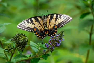 Eastern Tiger Swallowtail Butterfly flying away from a flower