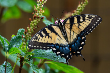 Eastern Tiger Swallowtail Butterfly feeding on a flower