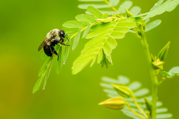bee on a flower