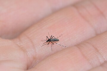 Mosquito on hand