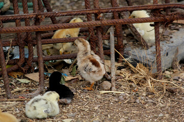 small chicks with hen country village