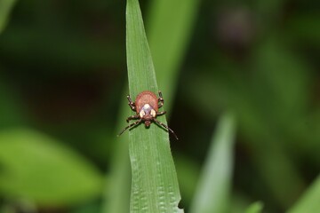 Questing tick