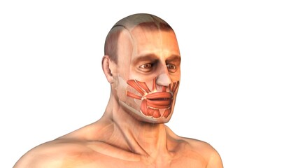 Human face muscles and skull