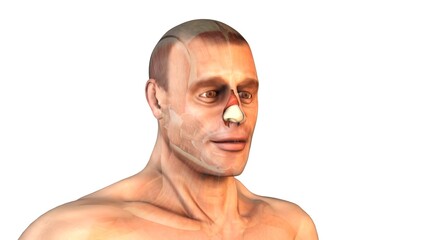 Nasalis Muscles of the Head