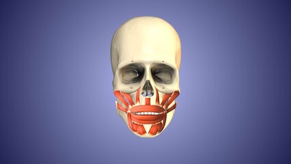 Facial and cranial muscles of the head