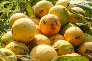 Whole guava fruit, guava fruit that is ripe on the tree and has just been harvested
