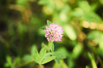 koniczyna, trifolium l. © Marcin Łazarczyk