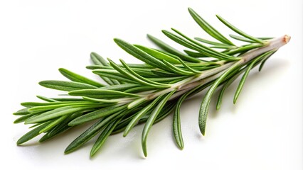 Fototapeta premium Herb rosemary isolated on background, Rosemary, herb, isolated,background, cooking, ingredient, culinary, fresh, green