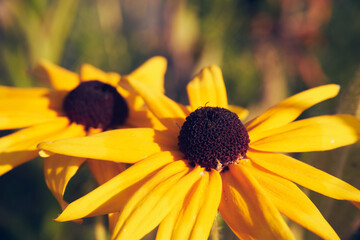 rudbeckia © Marcin Łazarczyk