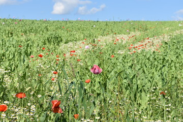 Summer 2024 Poppy fields in Hesse Germany