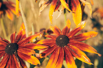 Rudbekia owłosiona, Rudbeckia hirta © Marcin Łazarczyk