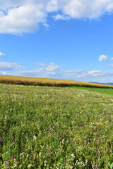 Summer 2024 Wheat fields in Hesse Germany